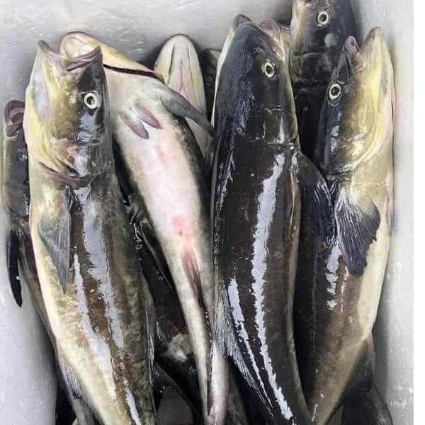 Cá Bớp Biển Phan Thiết - Ảnh 1