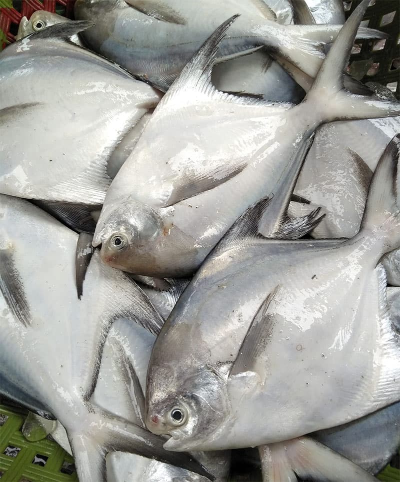 Cá Chim Trắng - Ảnh 1