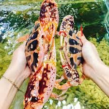 Ghẹ Đỏ Phan Thiết - Ảnh 1