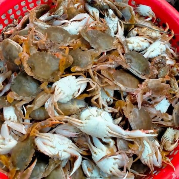 Ghẹ Sữa - Ảnh 1