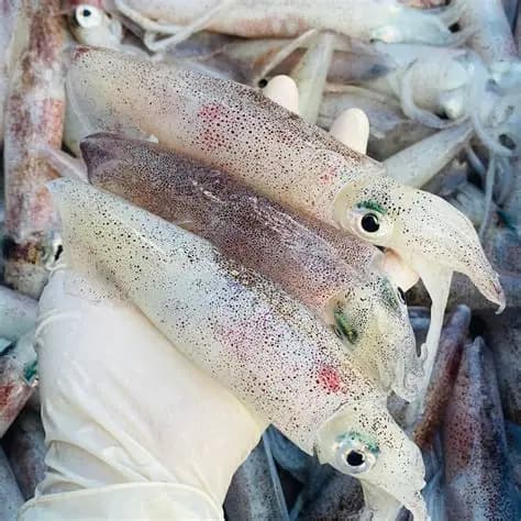 Mực Sữa Tươi - Ảnh 1