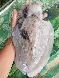 Mực Nang Bình Thuận - Ảnh 1