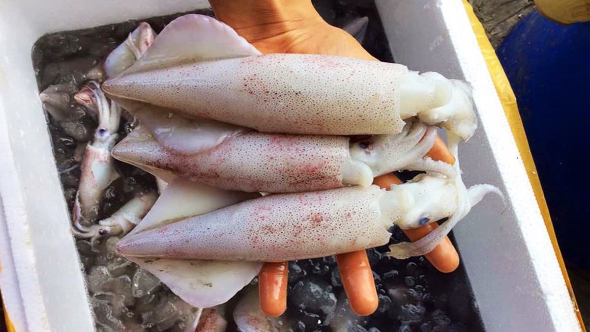 Mực Ống Tươi - Ảnh 1