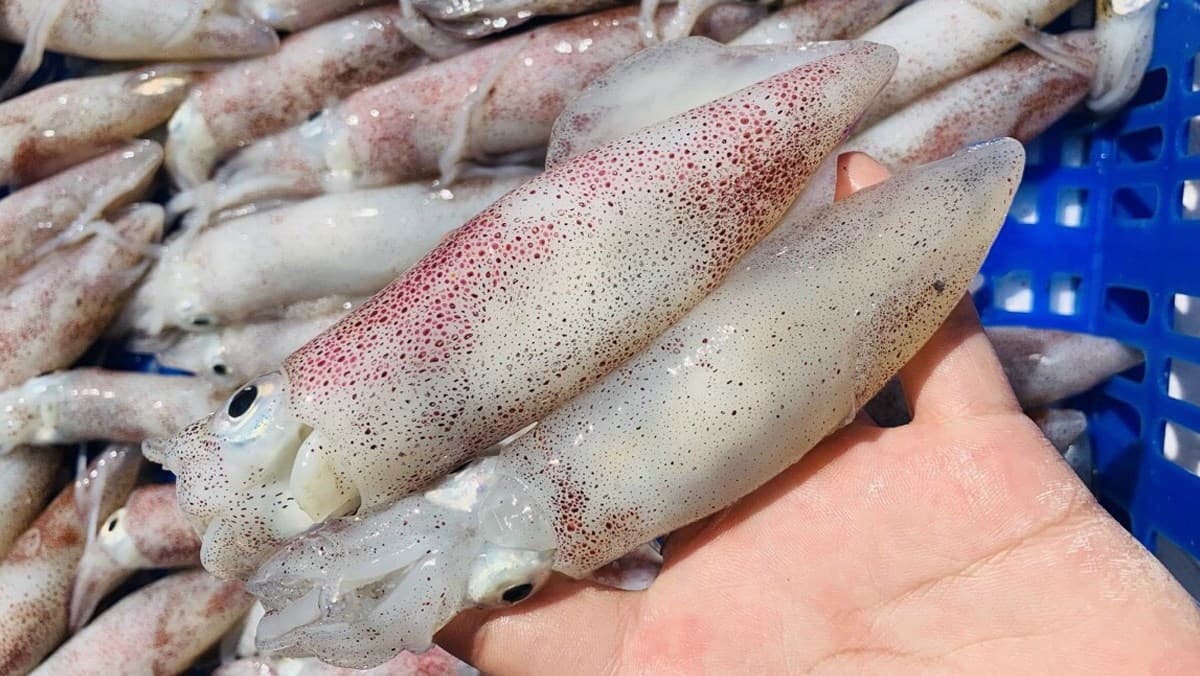 Mực Trứng - Ảnh 1