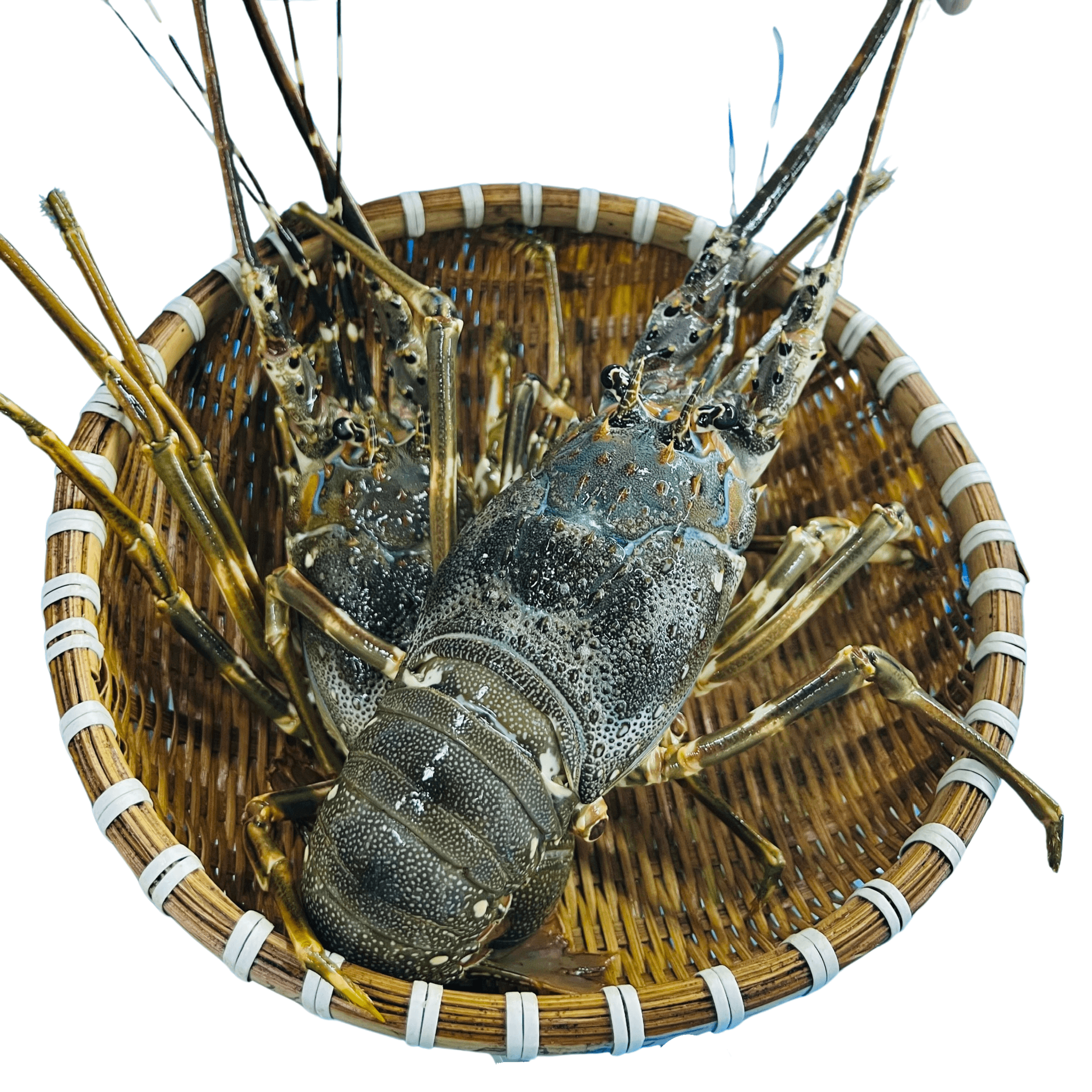 Tôm Hùm Baby - Ảnh 1