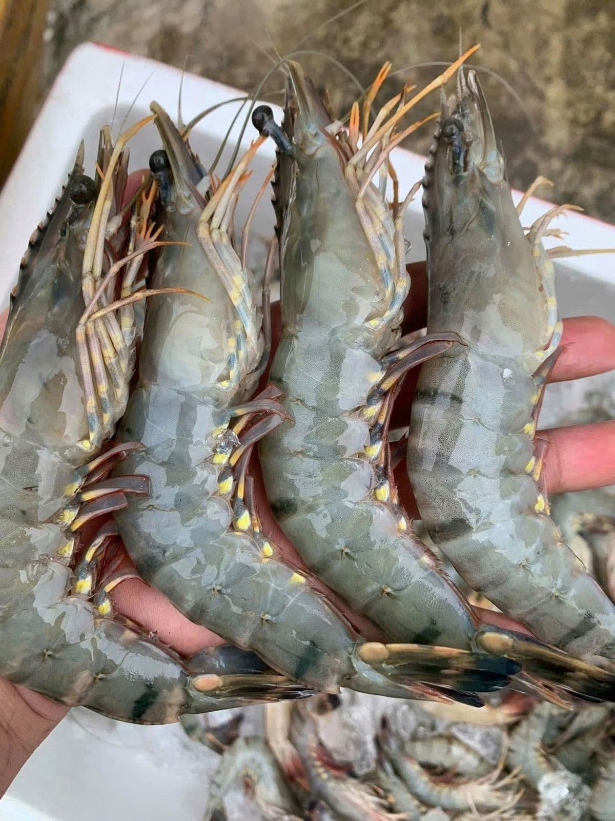 Tôm Sú Bình Thuận - Ảnh 1