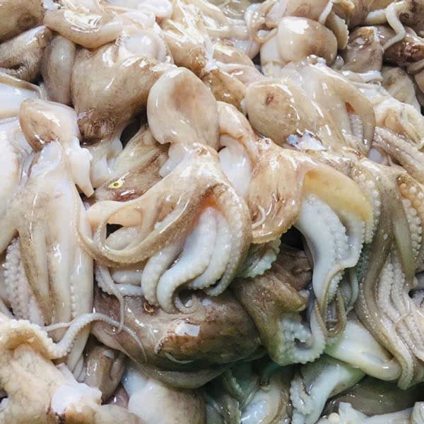 Bạch Tuộc Bình Thuận - Ảnh 1