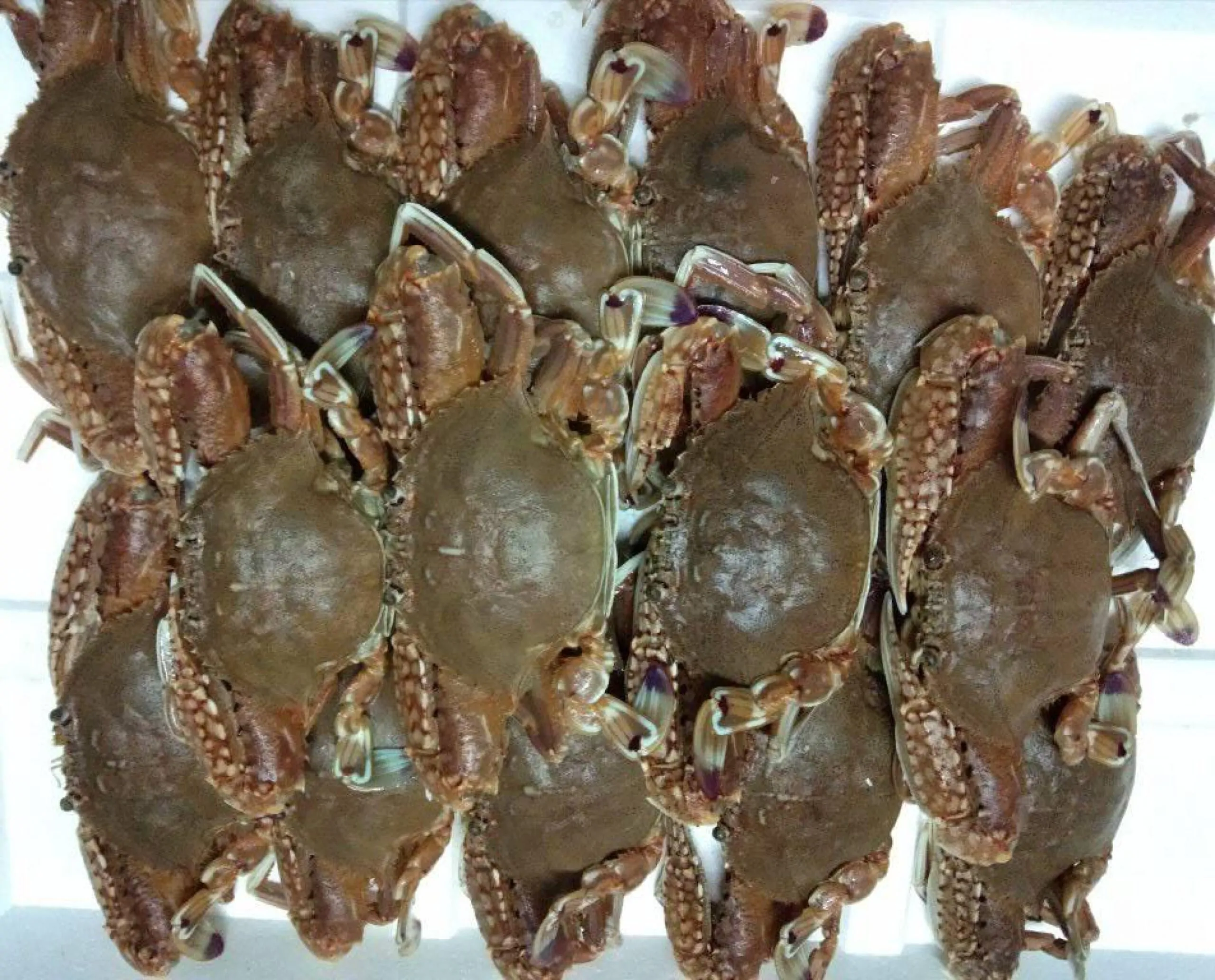 Ghẹ Dĩa Bình Thuận - Ảnh 1