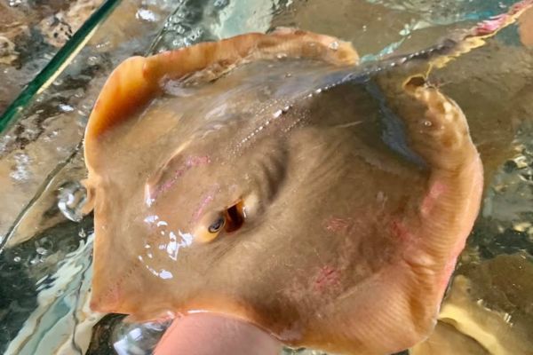 Cá Đuối Bình Thuận