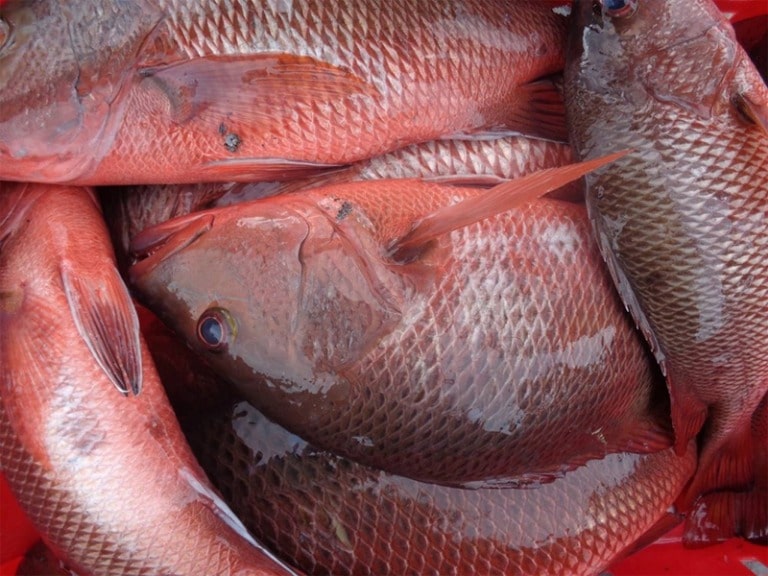 Cá Hồng Bình Thuận