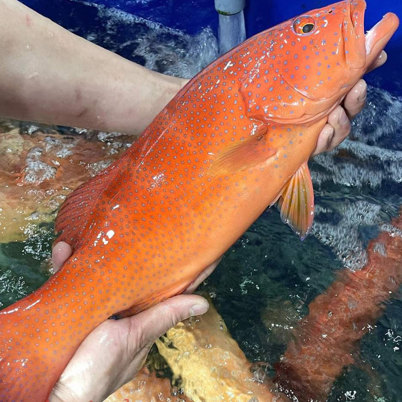 Cá Mú Đỏ Bình Thuận