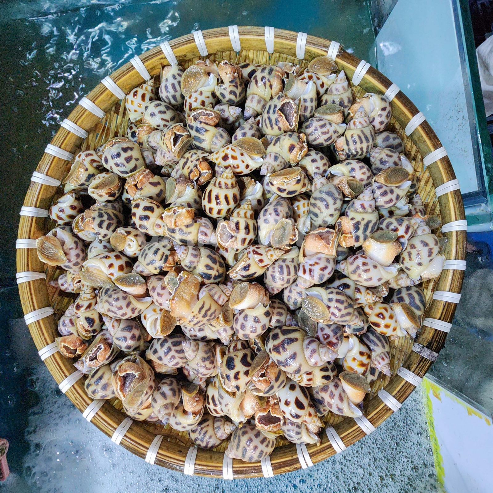 Ốc Hương Bình Thuận